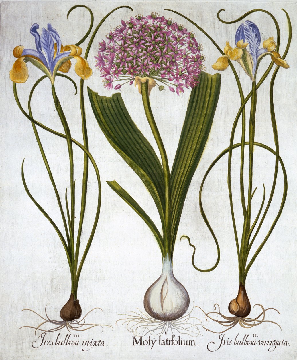 Lila Sensation und Spanische Schwertlilien, aus Hortus Eystettensis, von Basil Besler, veröffentlicht 1613 von German School