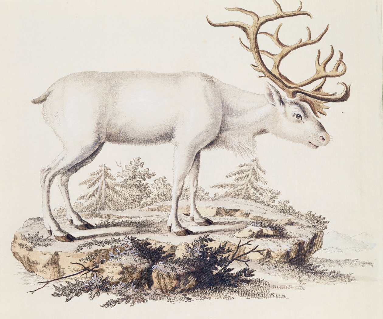 Rentier (Cervus tarandus), aus Säugetiere aus der Natur illustriert mit Beschreibungen, von Johann Christian Daniel von Schreber (1739-1810), Stich von I Nufsbiegel, Band 5, Tafel 248-C, Deutschland von German School