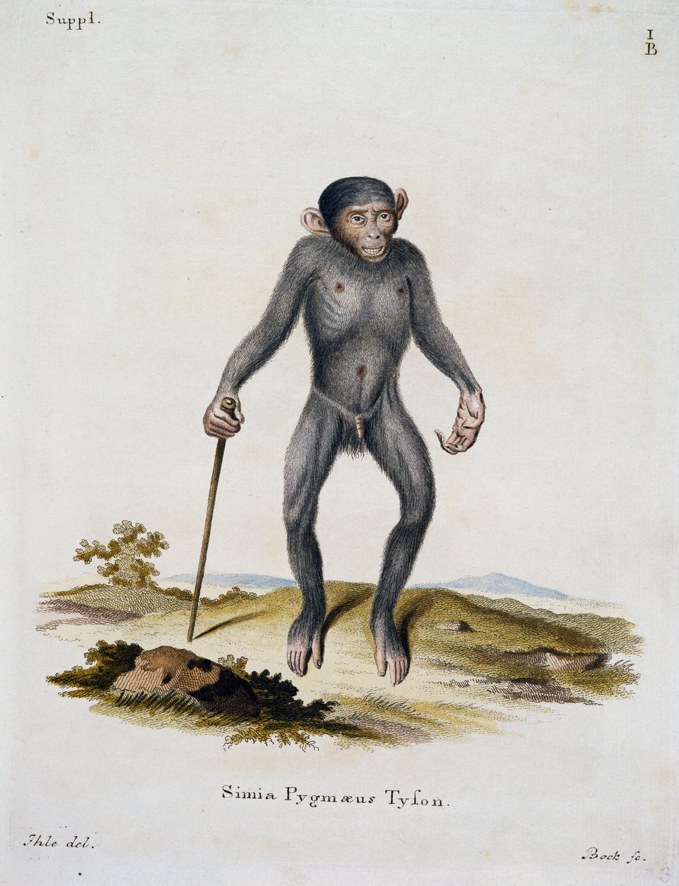 Simia pygmaeus, aus Säugetiere aus der Natur illustriert mit Beschreibungen, von Johann Christian Daniel von Schreber, Gravur von IC Bock von German School