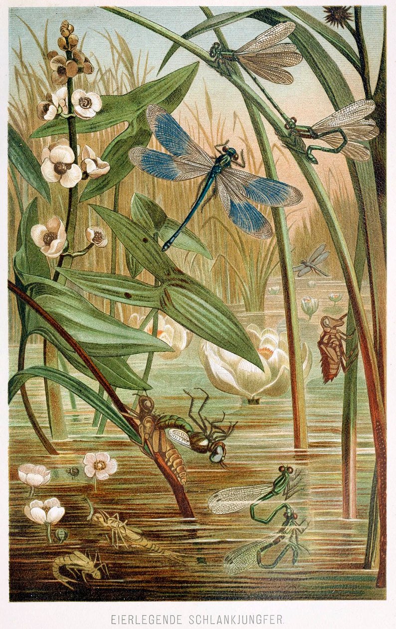 Entwicklungsstadien einer Libelle, aus Brehms Tierleben, veröffentlicht 1860 von German School