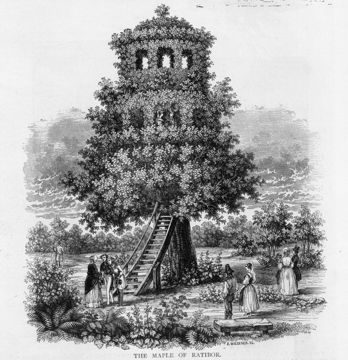 Der Ahorn von Ratibor, Schlesien, 1893 von German School