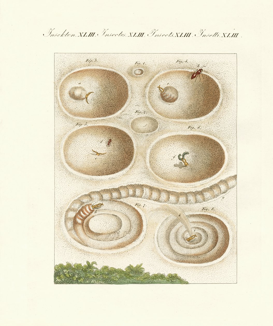 Der Ameisenlöwe in seiner Fanghöhle von German School