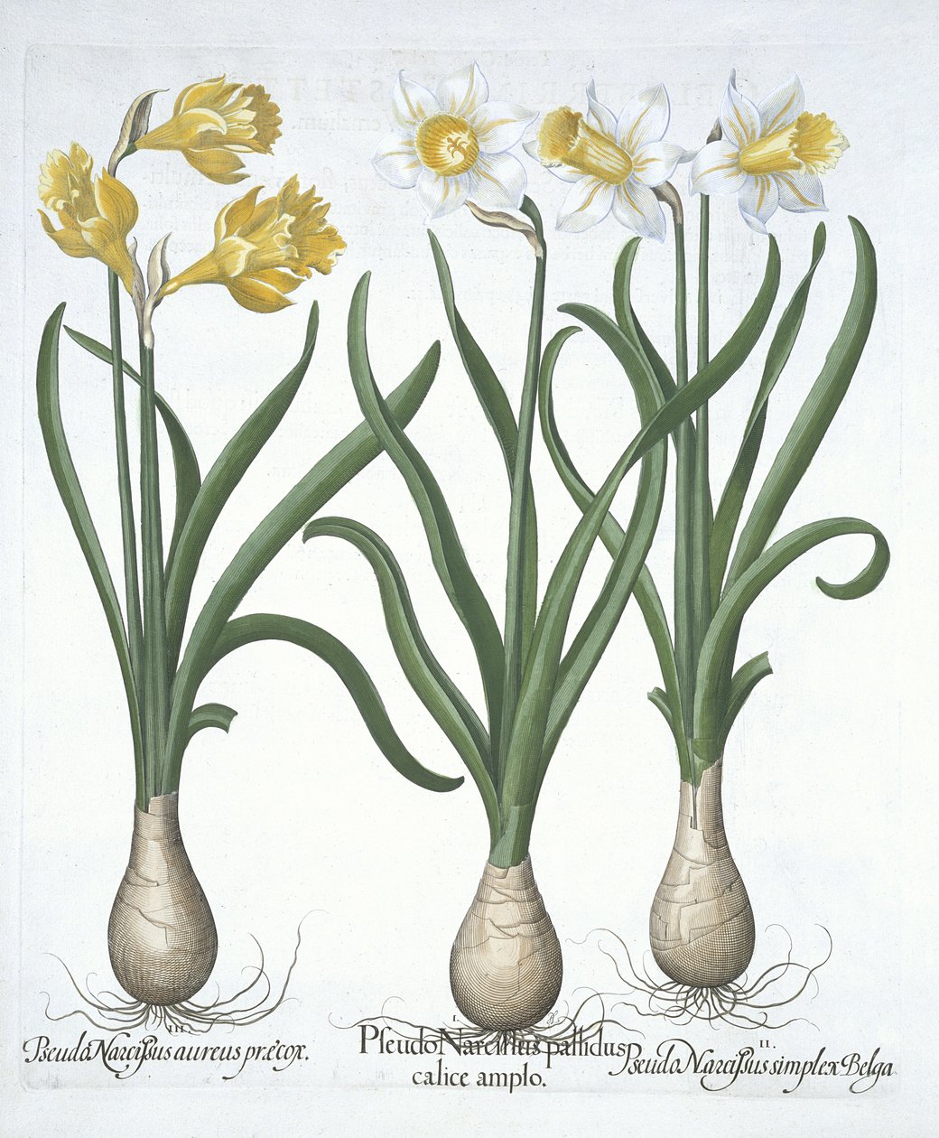 Drei Pseudo-Narzissen, aus Hortus Eystettensis, von Basil Besler, veröffentlicht 1613 von German School