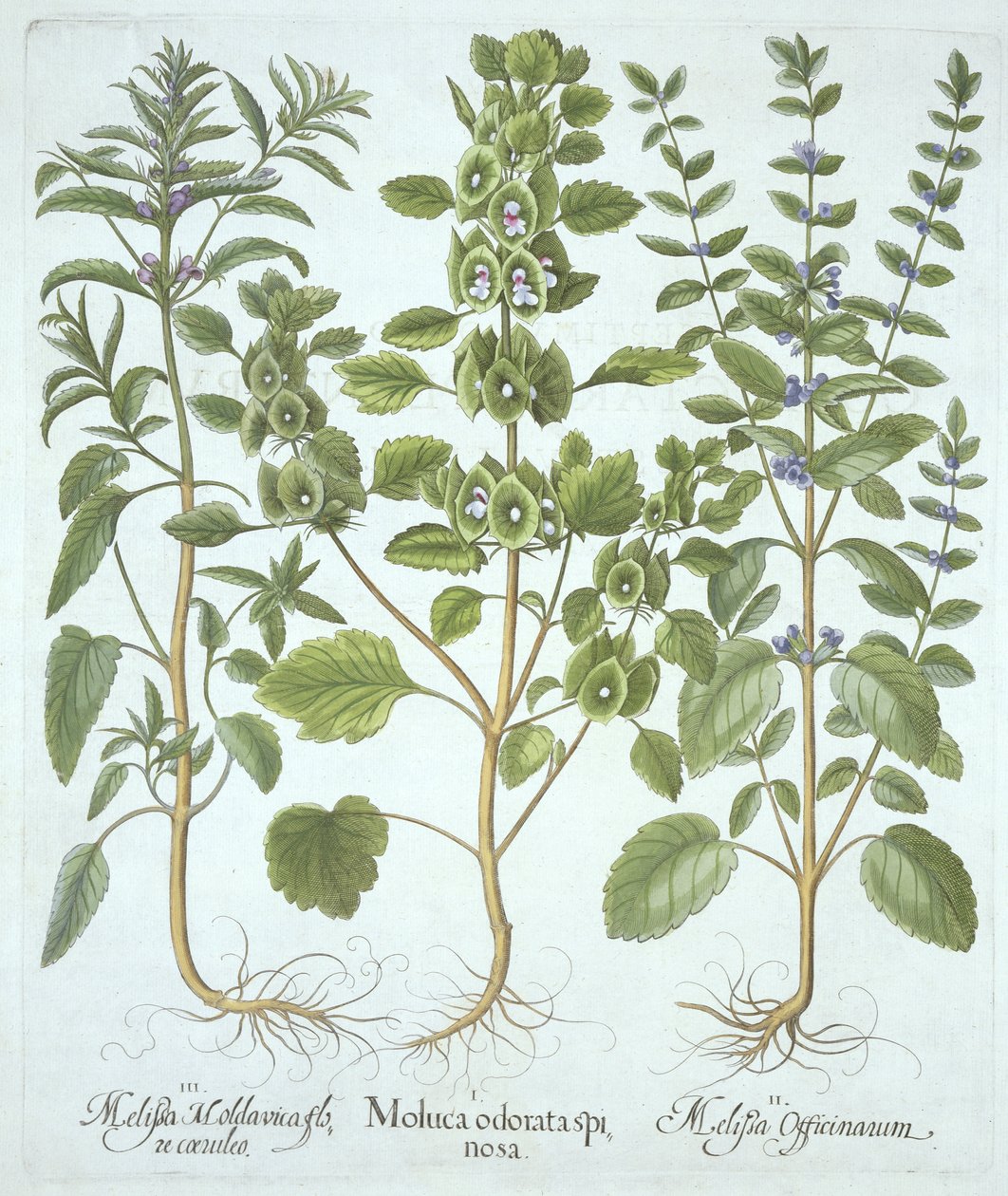 Drei Arten von Melisse, aus Hortus Eystettensis, von Basil Besler (1561-1629), veröffentlicht 1613 von German School