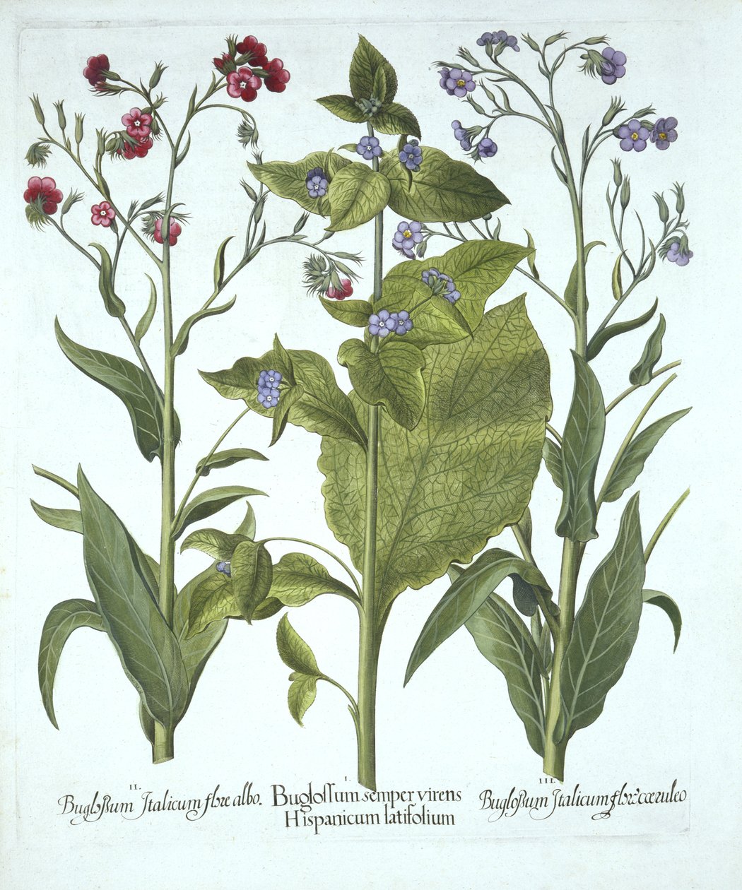 Drei Sorten Ochsenzunge, aus Hortus Eystettensis, von Basil Besler (1561-1629), veröffentlicht 1613 von German School