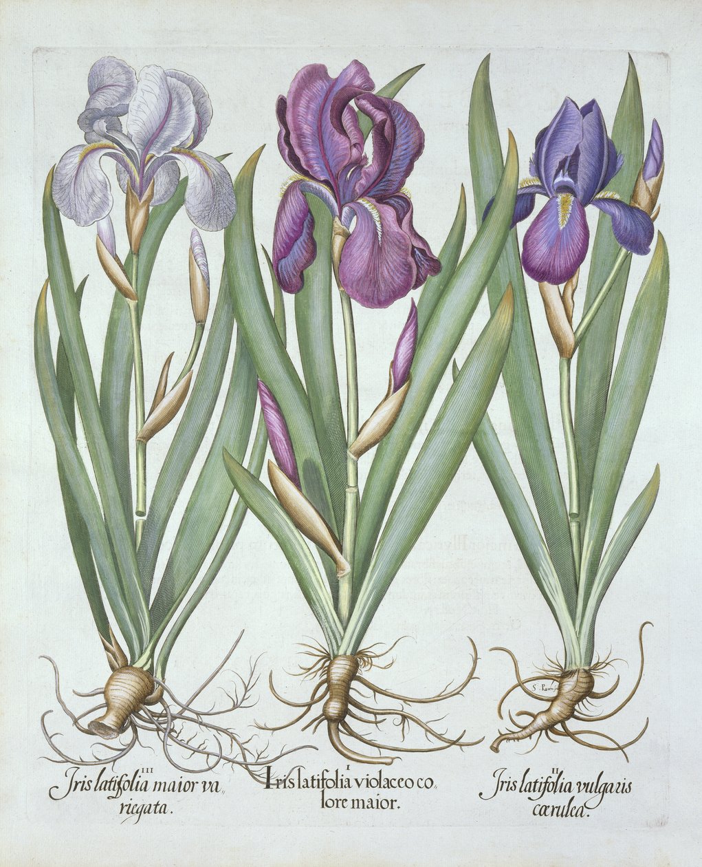 Drei Sorten bärtige Rhizom-Iris, aus Hortus Eystettensis, von Basil Besler (1561-1629), veröffentlicht 1613 von German School