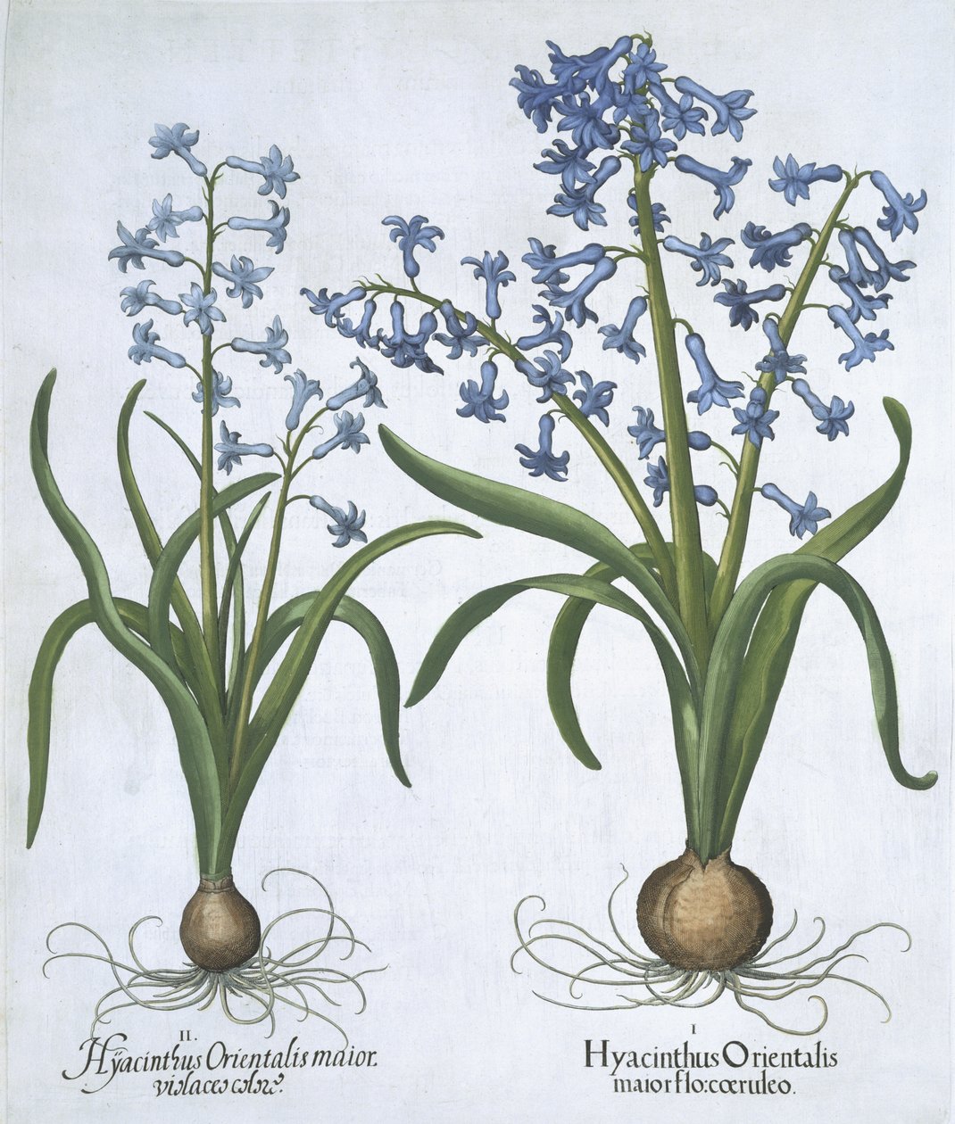 Zwei blaue Hyazinthen, aus Hortus Eystettensis, von Basil Besler, veröffentlicht 1613 von German School