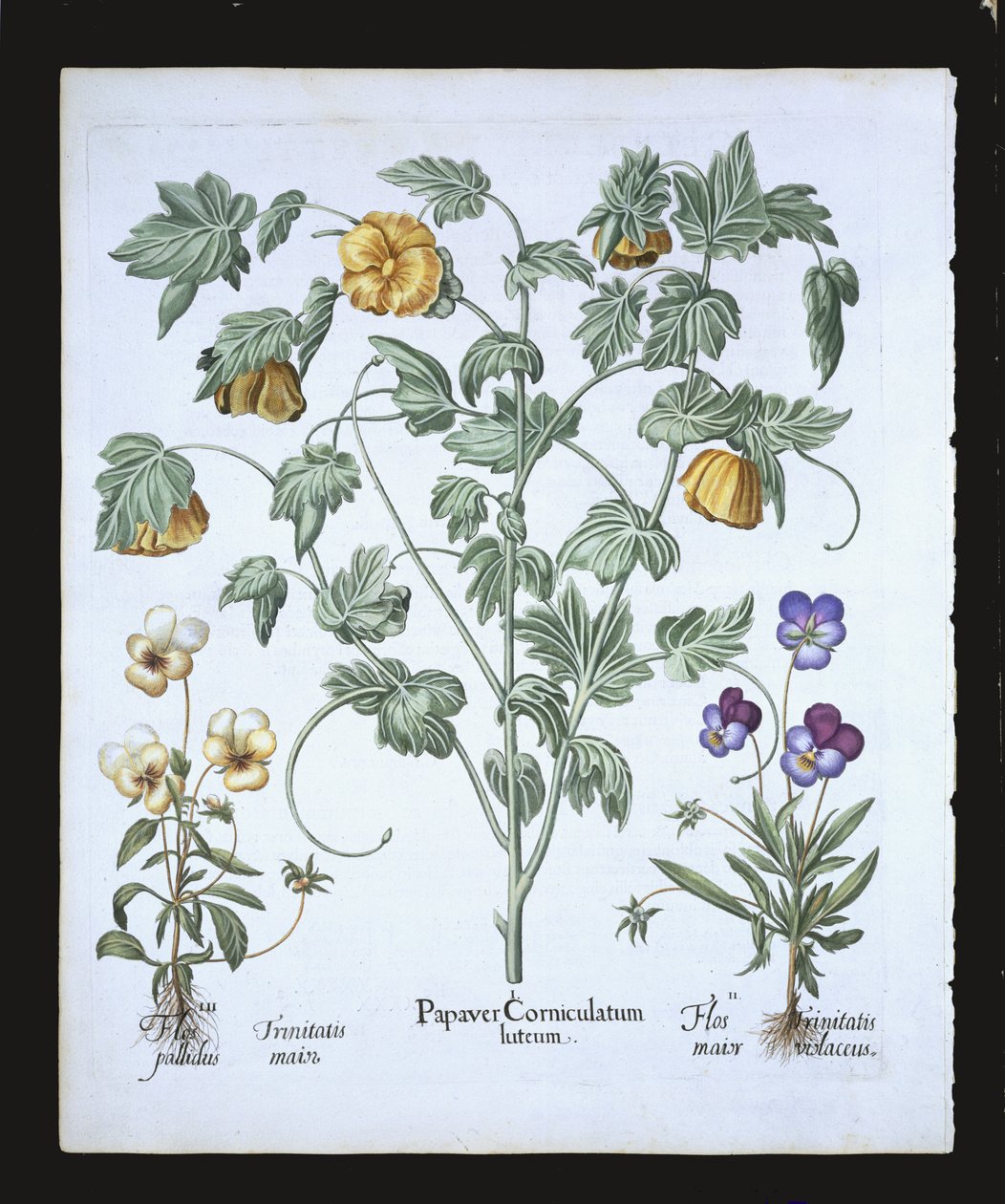 Gelber Hornmohn, aus dem Hortus Eystettensis von Basil Besler (1561-1629), veröffentlicht 1613 von German School
