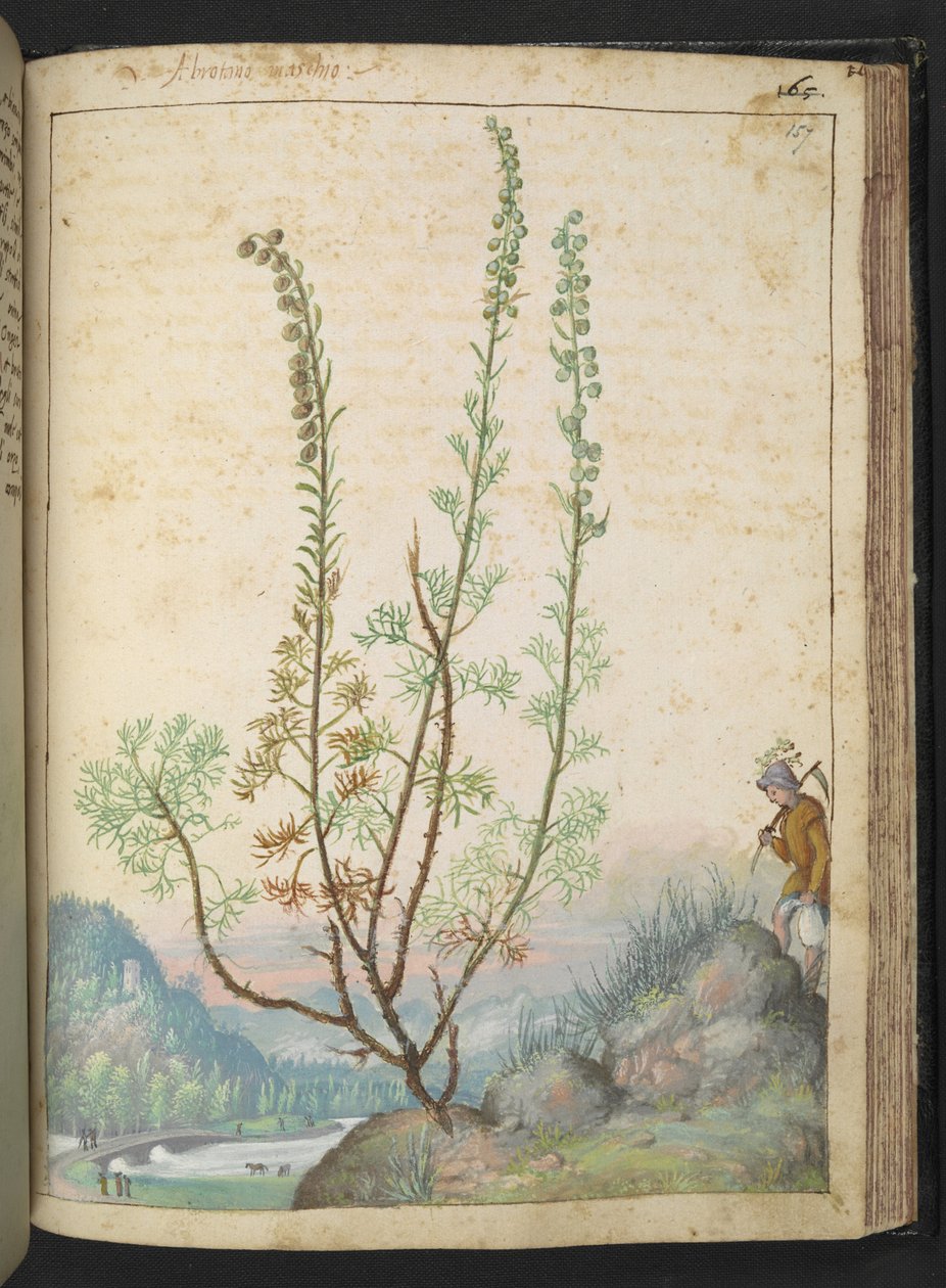 Artemisia abrotanum (Eberraute), aus 