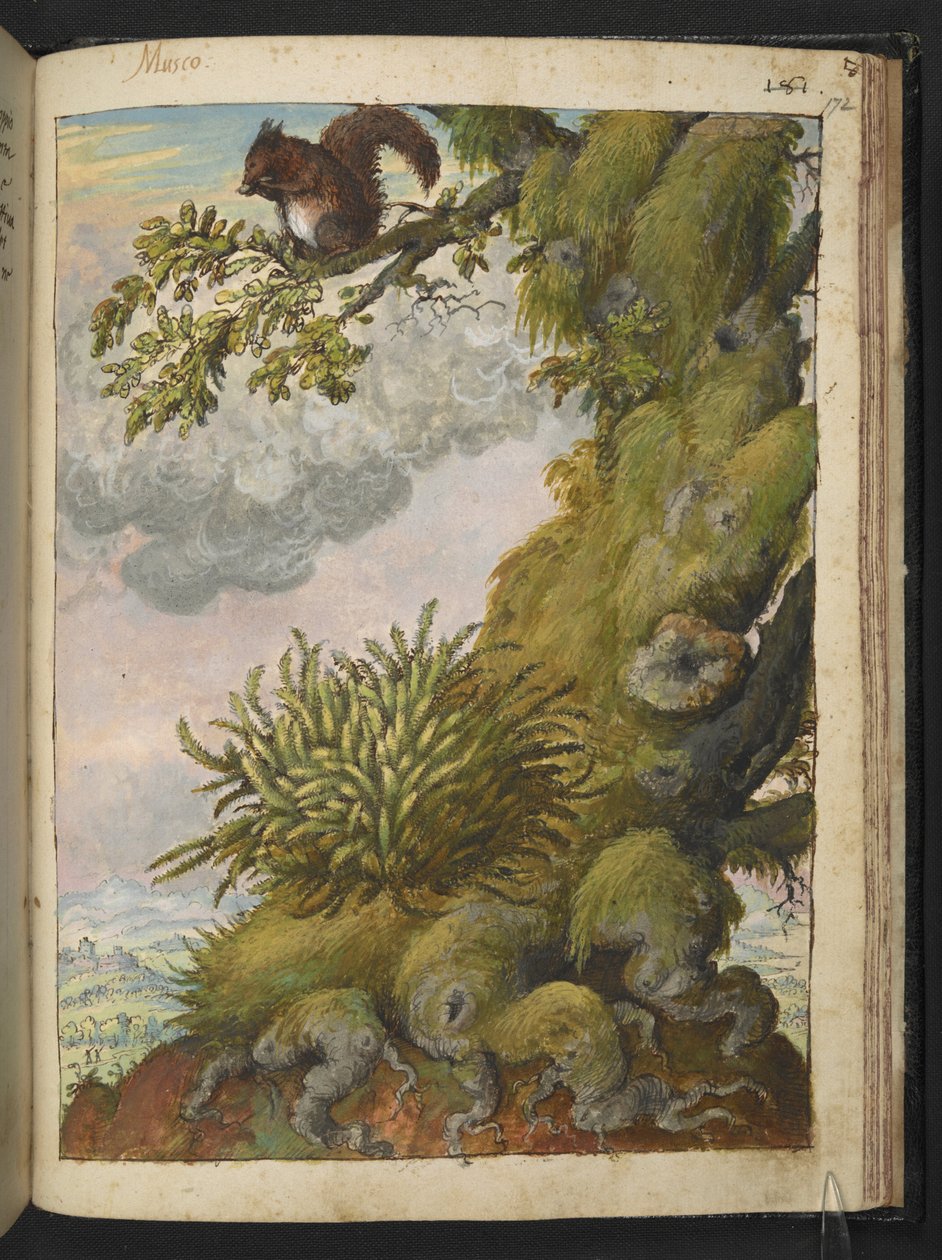Bryophyt (Moos) und ein Eichhörnchen auf einem Ast, aus "Gemälde der Flora der römischen Staaten" von Gherardo Cibo von Gherardo Cibo