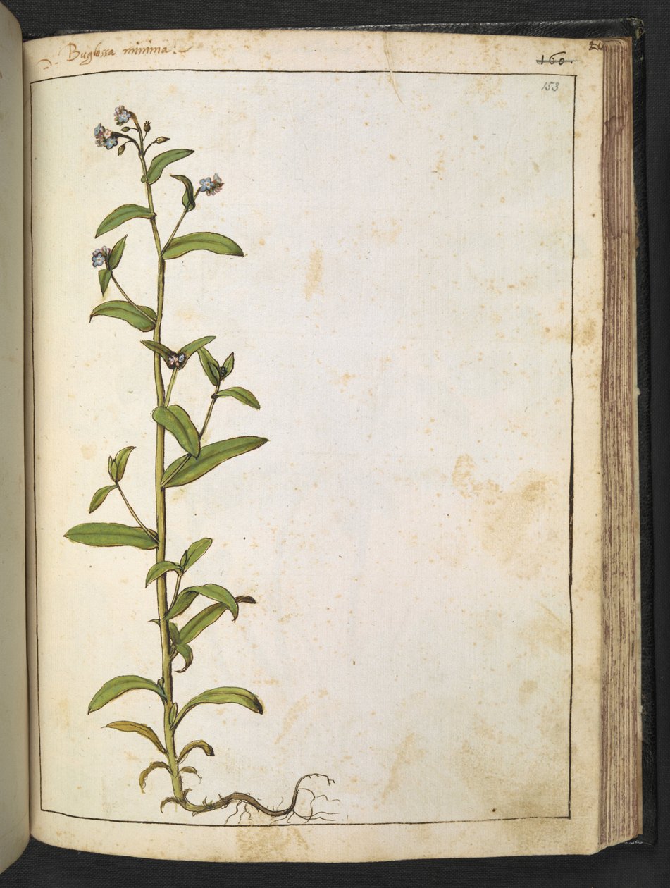 Buglossa, Anchusa azurea (Loddon Royalist), aus 