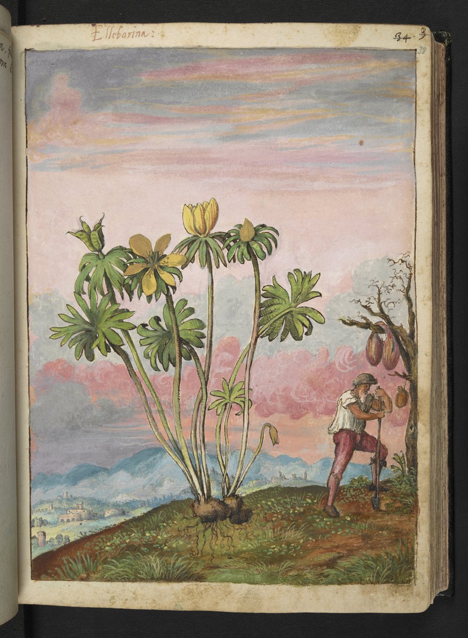 Eranthis hyemalis, aus "Paintings of Flora of the Roman States" von Gherardo Cibo von Gherardo Cibo