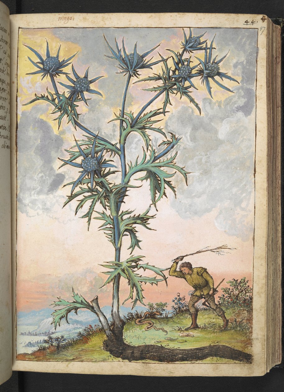 Eryngium maritimum, aus "Gemälde der Flora der römischen Staaten" von Gherardo Cibo, Add MS 22333, f047r, ca. 1564-84 von Gherardo Cibo