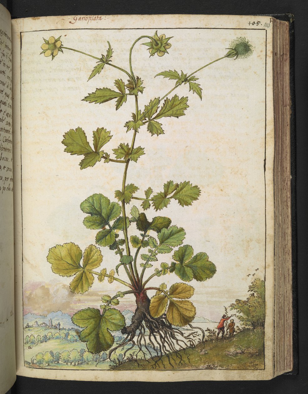 Geum urbanum, aus 