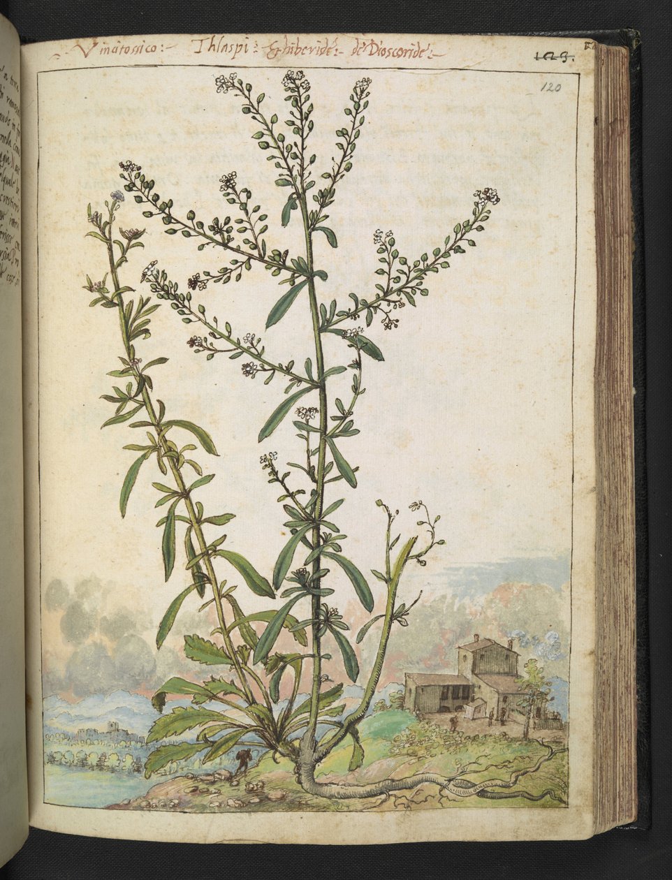 Lepidium graminifolium, aus 
