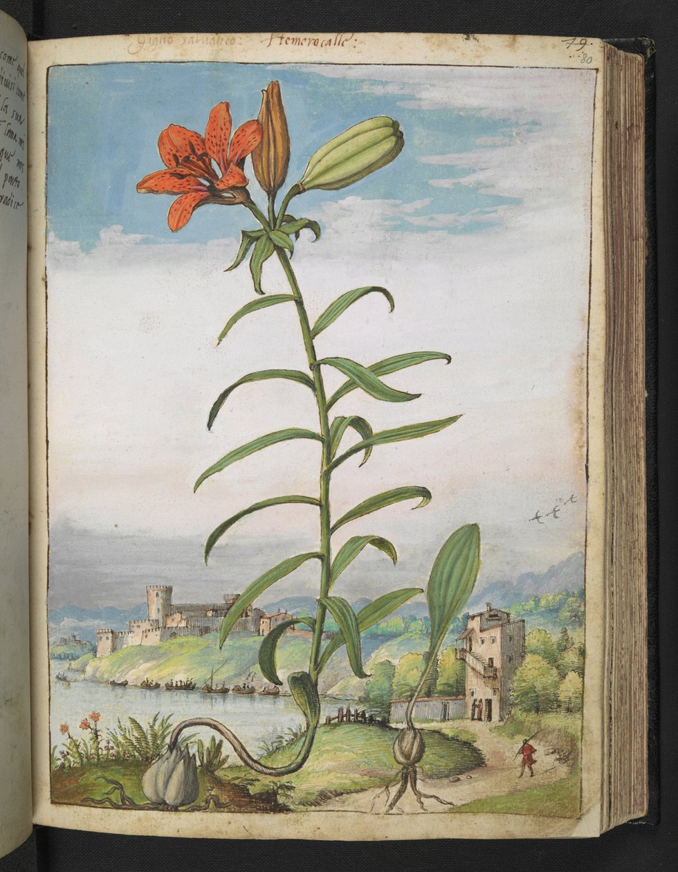 Lilium bulbiferum: Eine Pflanze mit roten Blütenblättern, aus 