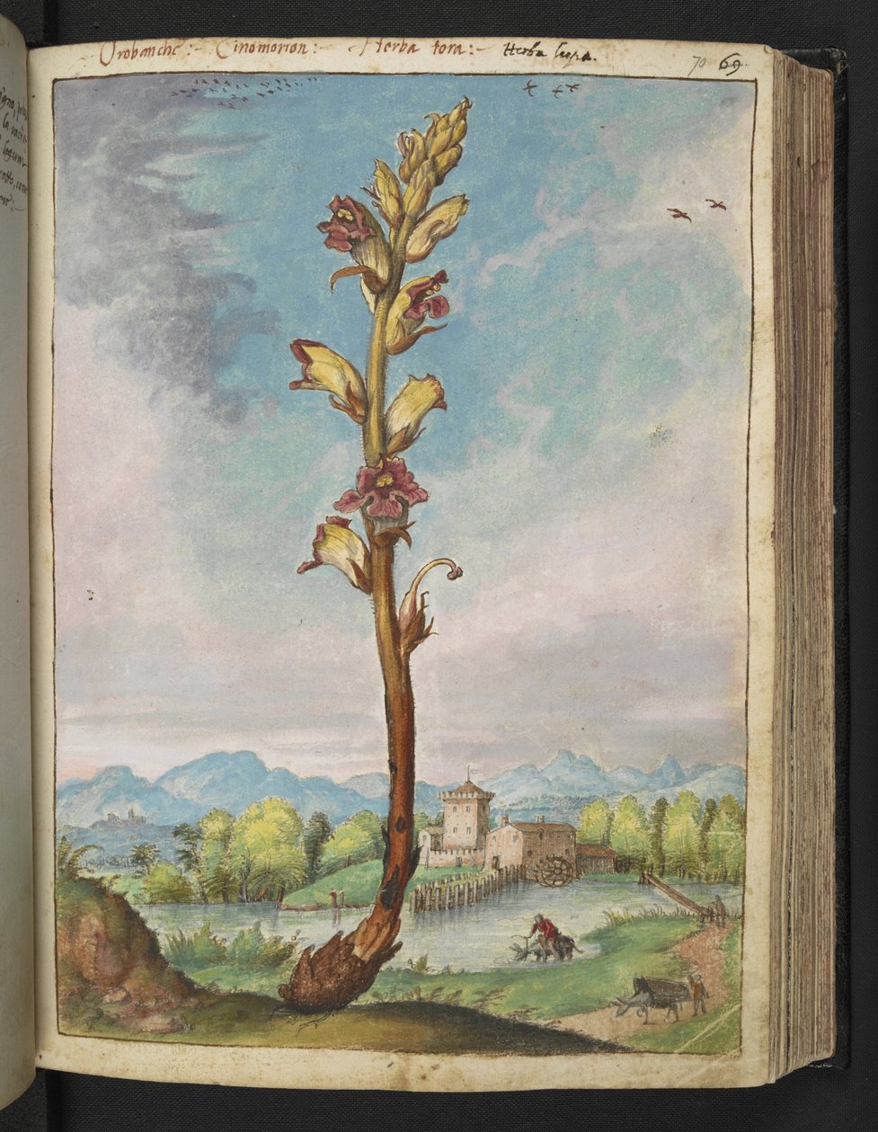 Orobanche gracilis, aus "Gemälde der Flora der römischen Staaten" von Gherardo Cibo, Add MS 22333, f070r, ca. 1564-84 von Gherardo Cibo