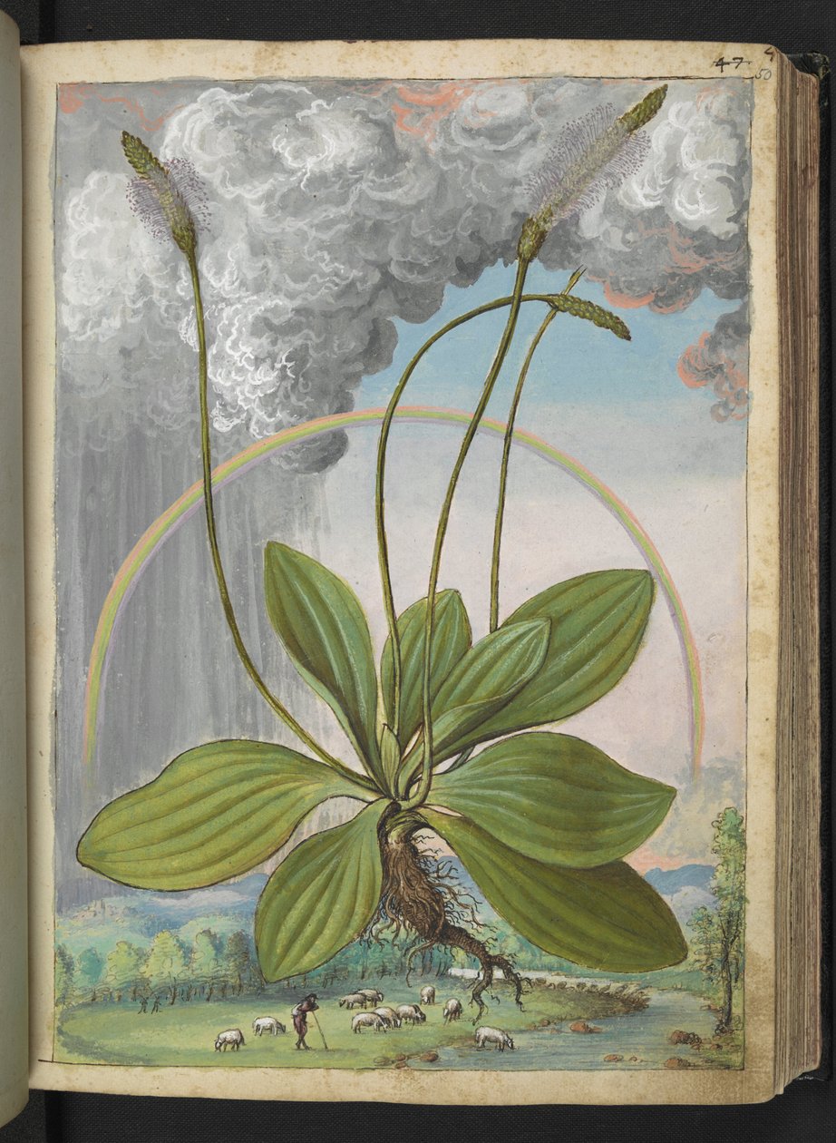 Plantago media, aus 