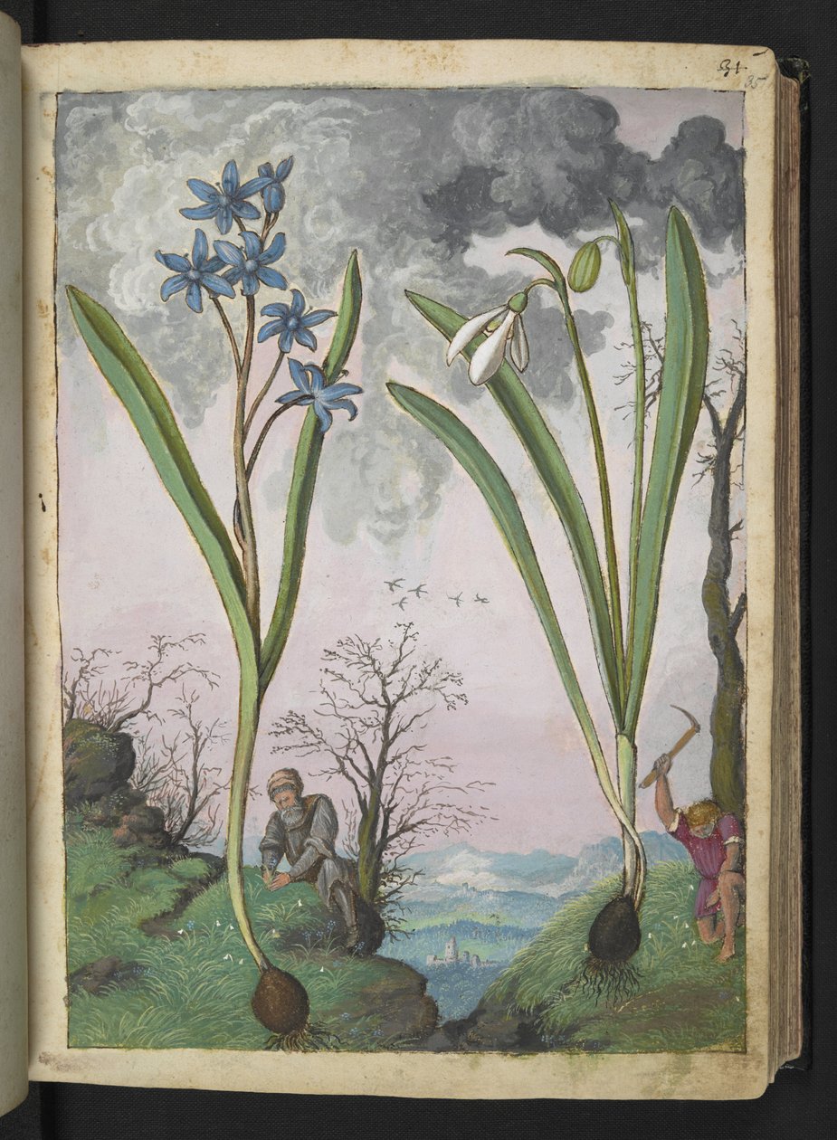 Scilla bifolia und Galanthus nivalis, aus "Paintings of Flora of the Roman States" von Gherardo Cibo von Gherardo Cibo
