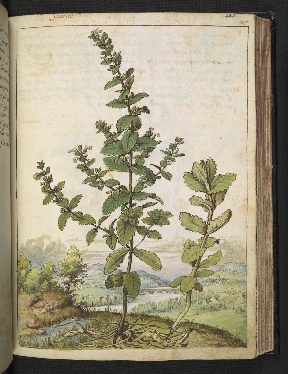 Teucrium scordium, aus 