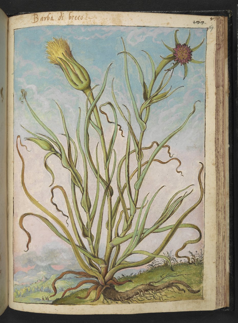 Tragopogon porrifolius, aus "Gemälde der Flora der römischen Staaten" von Gherardo Cibo von Gherardo Cibo