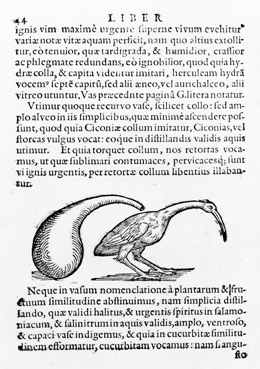 Flasche und Ibis, Illustration aus De distillatione von Giambattista della Porta, veröffentlicht 1610 von Giambattista della Porta