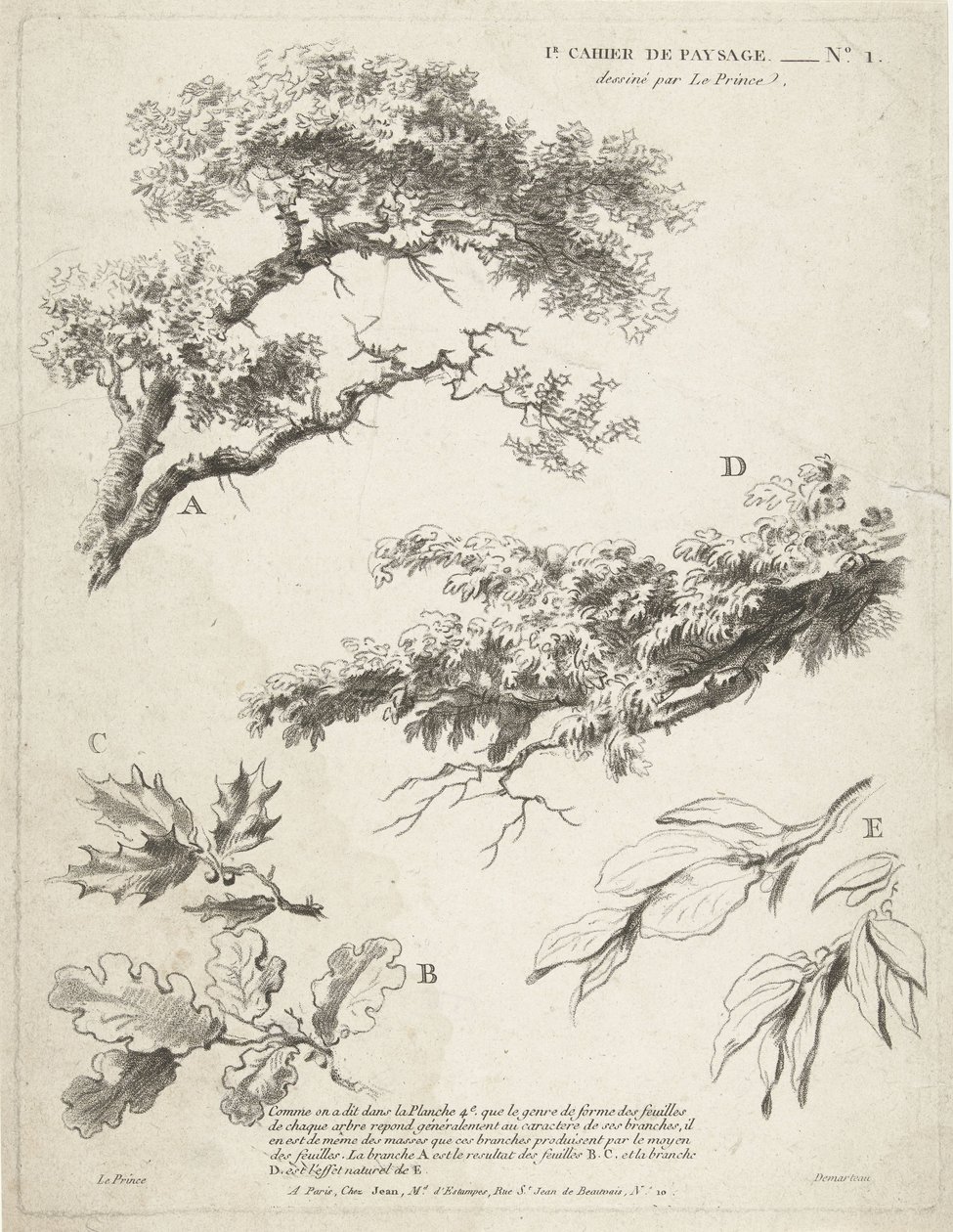 Studie von Zweigen mit Blättern von Gilles Demarteau