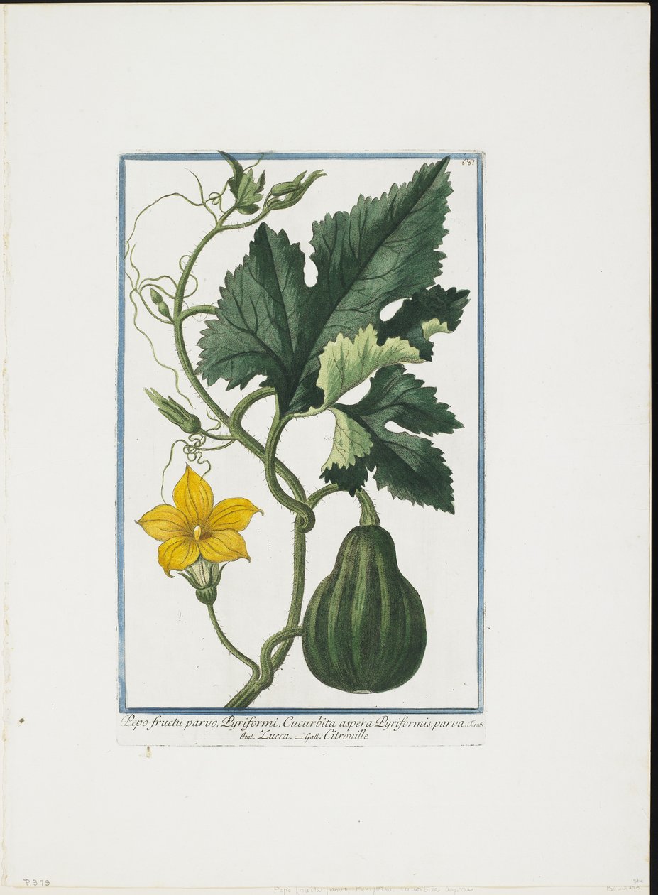 Gemüsedruck, aus Hortus Romanus, Bd. I oder II, 1772-93 von Giorgio Bonelli