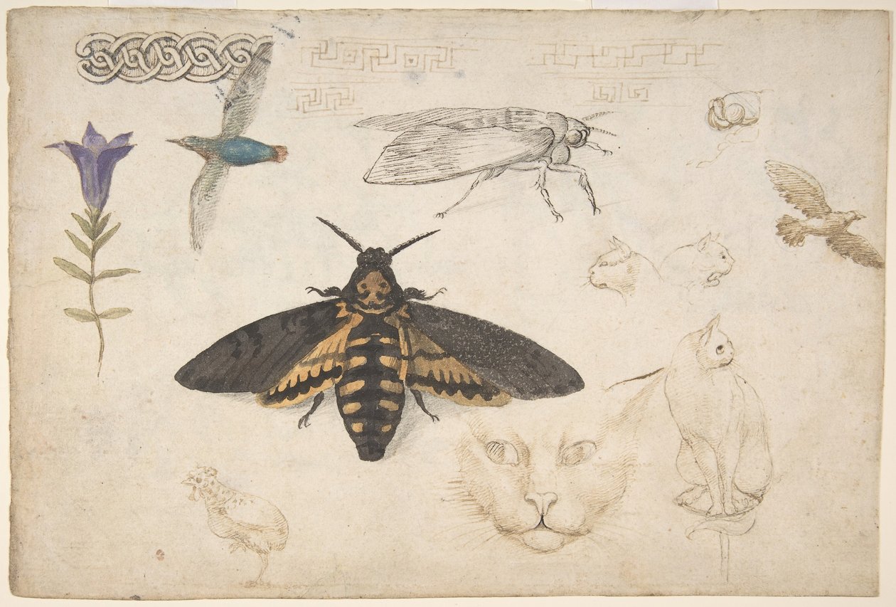 Studien einer Enzian, Motte, Vögel, Katzen, Flechtmotiv und griechische Zierleisten von Giorgio di Giovanni