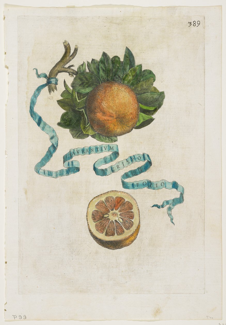Aurantium Crispo Folio, aus Hesperides, 1646 von Giovanni Battista Ferrari