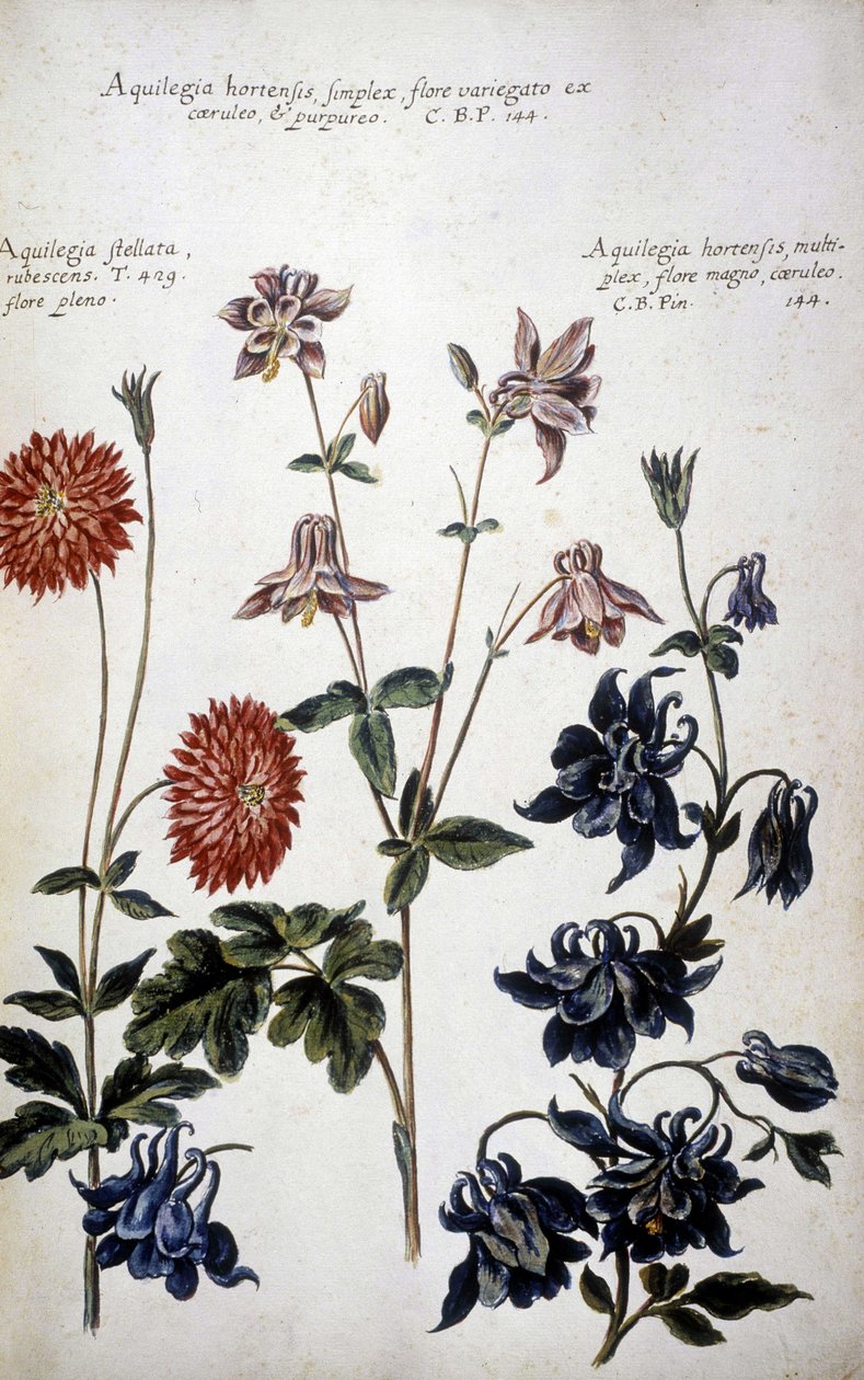 Botanische Tafel: Drei Arten von Akeleien - In 