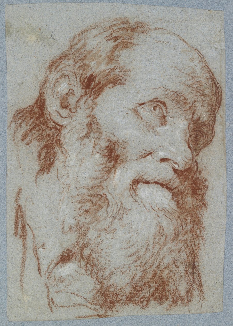 Kopf eines alten bärtigen Mannes von Giovanni Battista Tiepolo