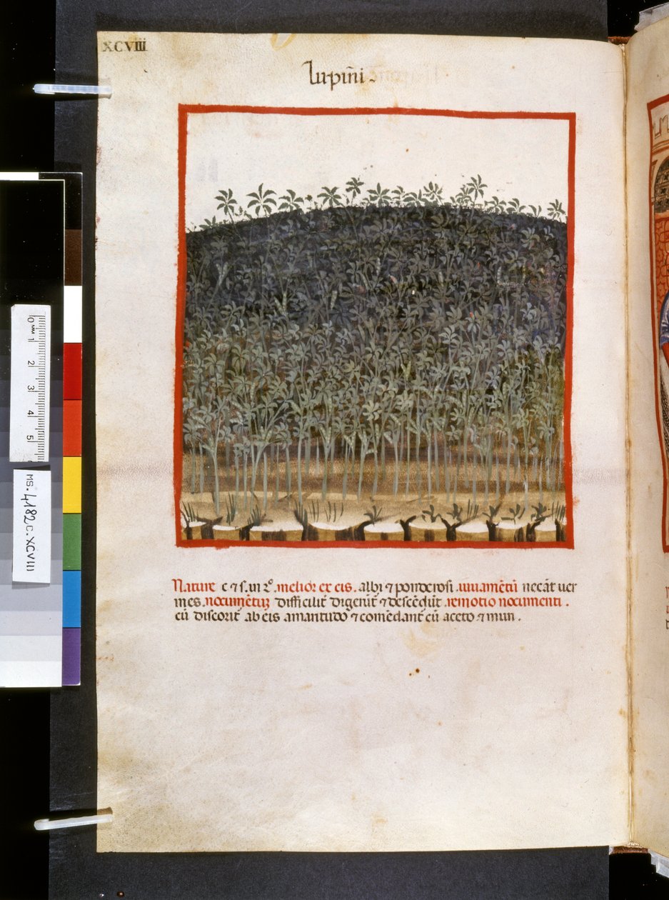Theatrum sanitatis von Ububchasym de Baldach: 