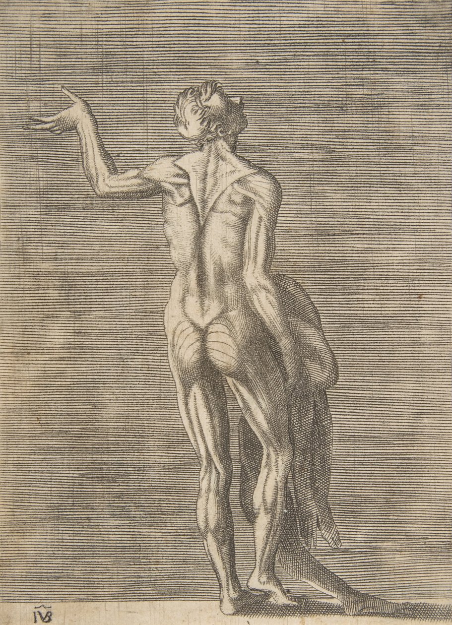 Gehäuteter Mann mit linker Hand auf der Hüfte, hält Haut in der rechten Hand, ca. 1531-76 von Giulio Bonasone