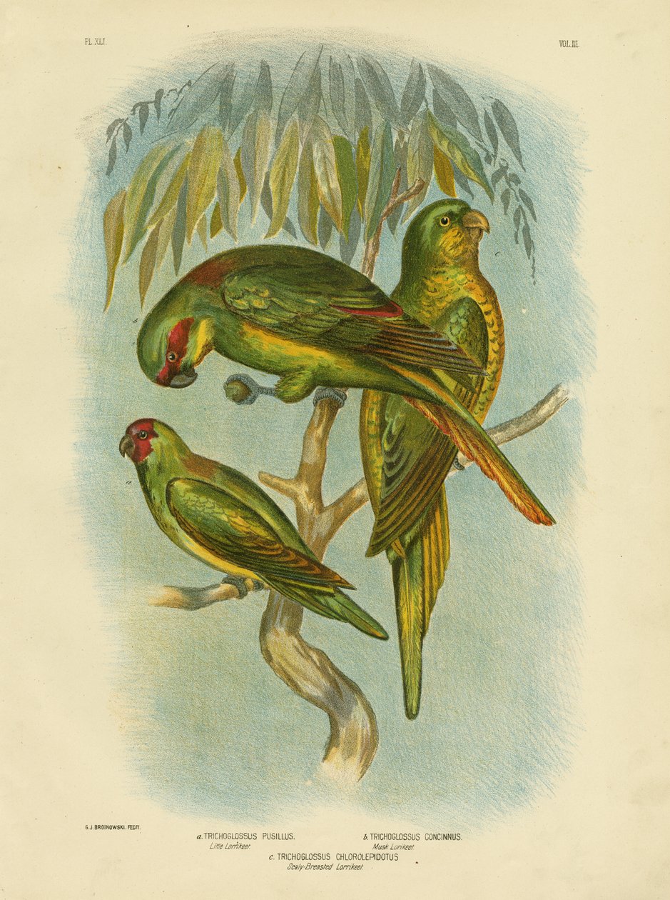 Schuppenbrust-Lorikeet, 1891 von Gracius Broinowski