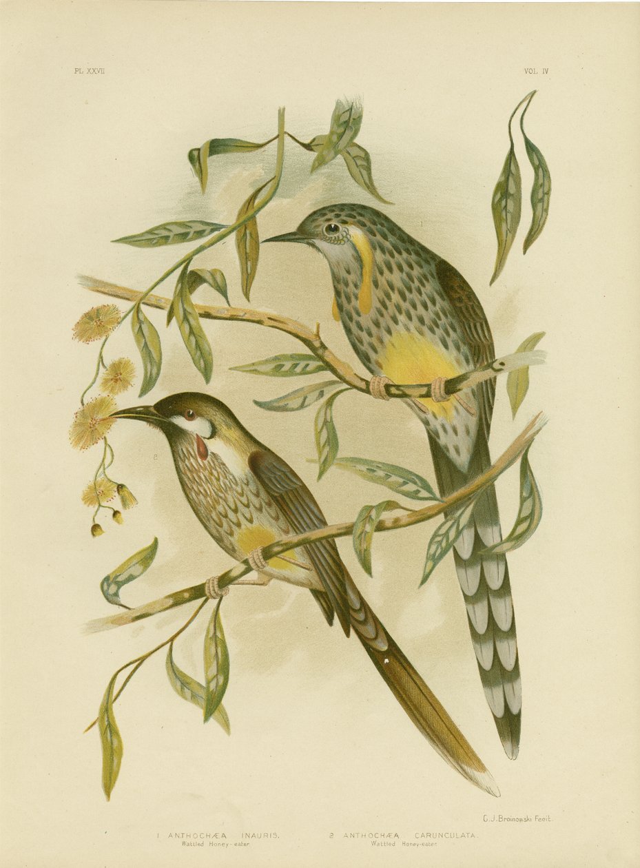 Gelber Wattlebird, 1891 von Gracius Broinowski