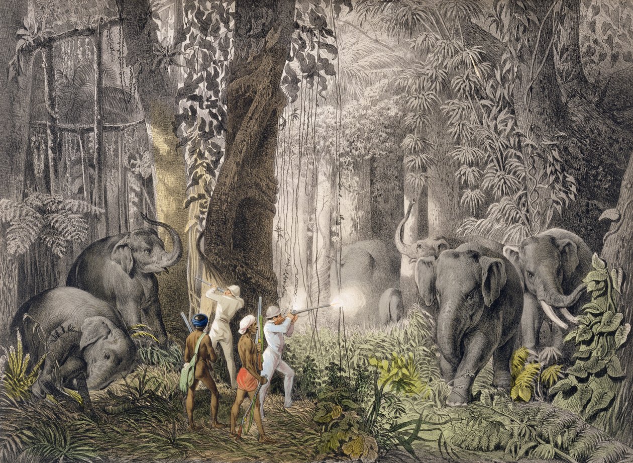 Elefantenjagd in der Region Logalla, aus den Reisen von Prinz Emanuel Andrasy in Ostindien, Ceylon, Java, China und Bengalen, graviert von Ciceri und Adams, veröffentlicht 1859 von Emanuel Andrasy