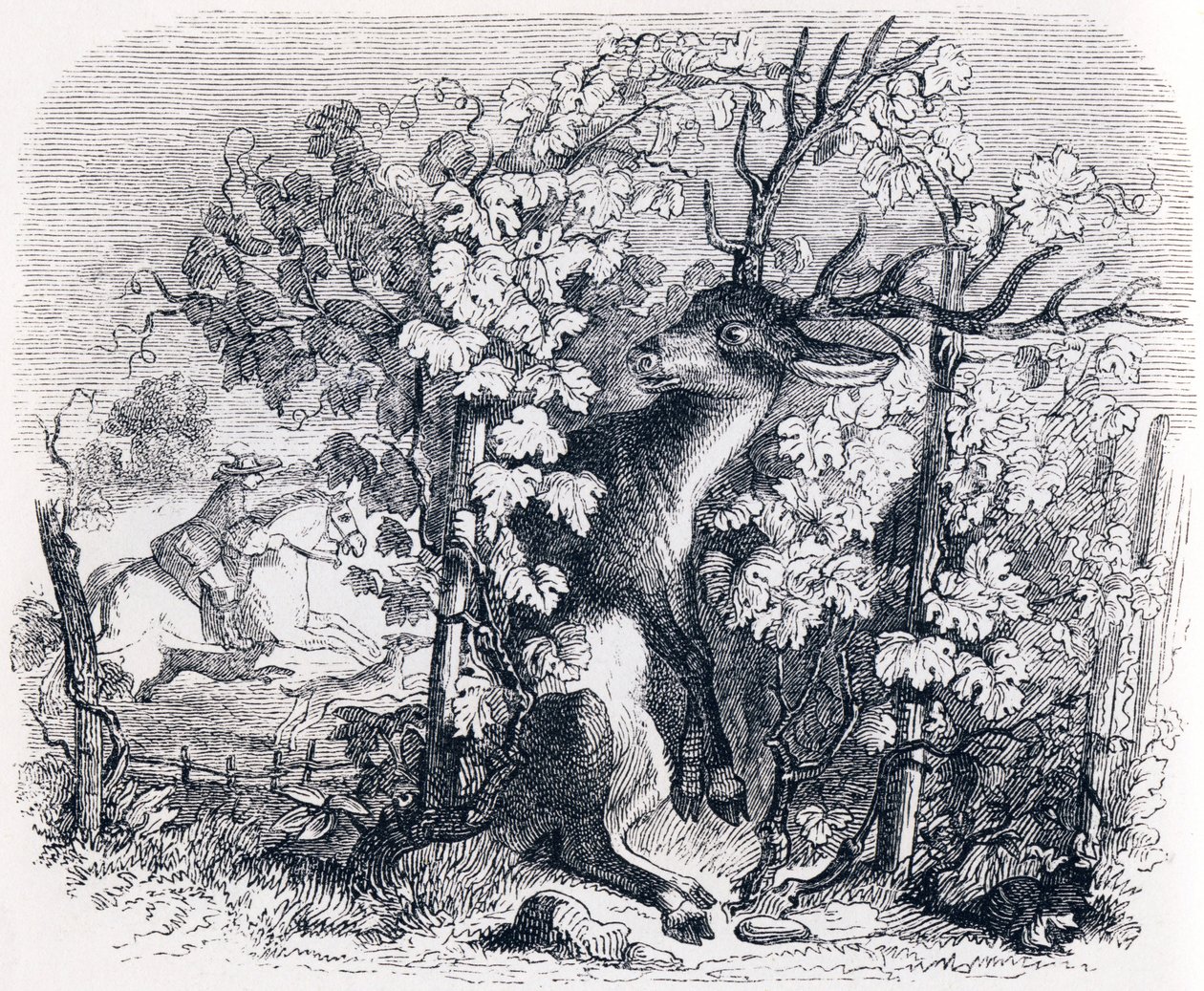 Der Hirsch und der Weinstock - Fabeln von La Fontaine von Grandville