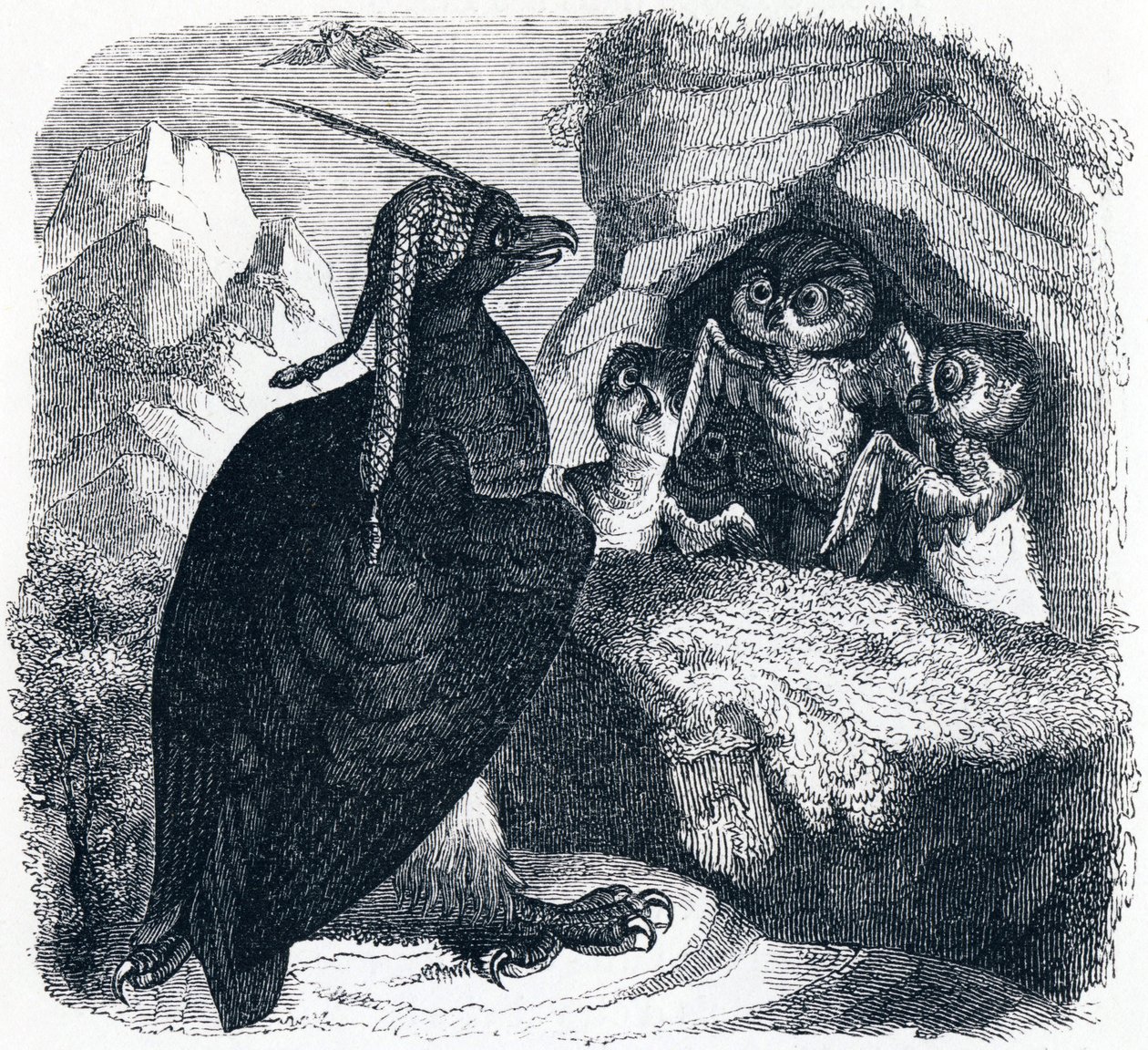 Der Adler und die Eule von Grandville
