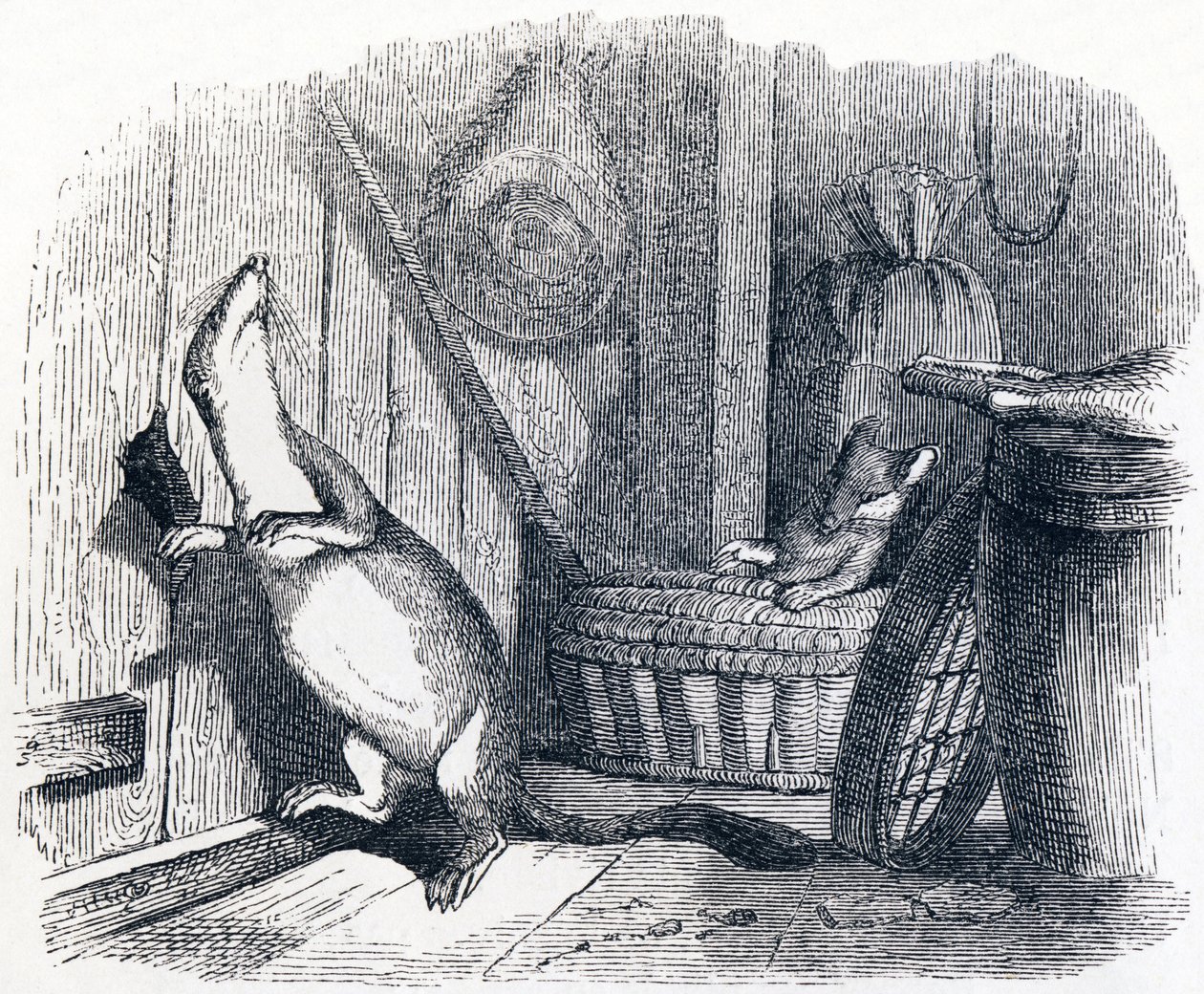 Das Wiesel betritt einen Dachboden - Fabeln von La Fontaine von Grandville