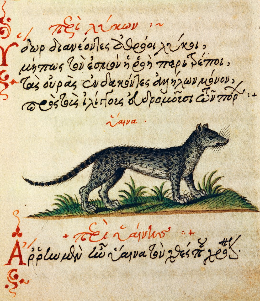 Abhandlung über die Hyäne, Test und Miniatur aus De animalium natura et proprietate libellus, von Aelianus von Greek School