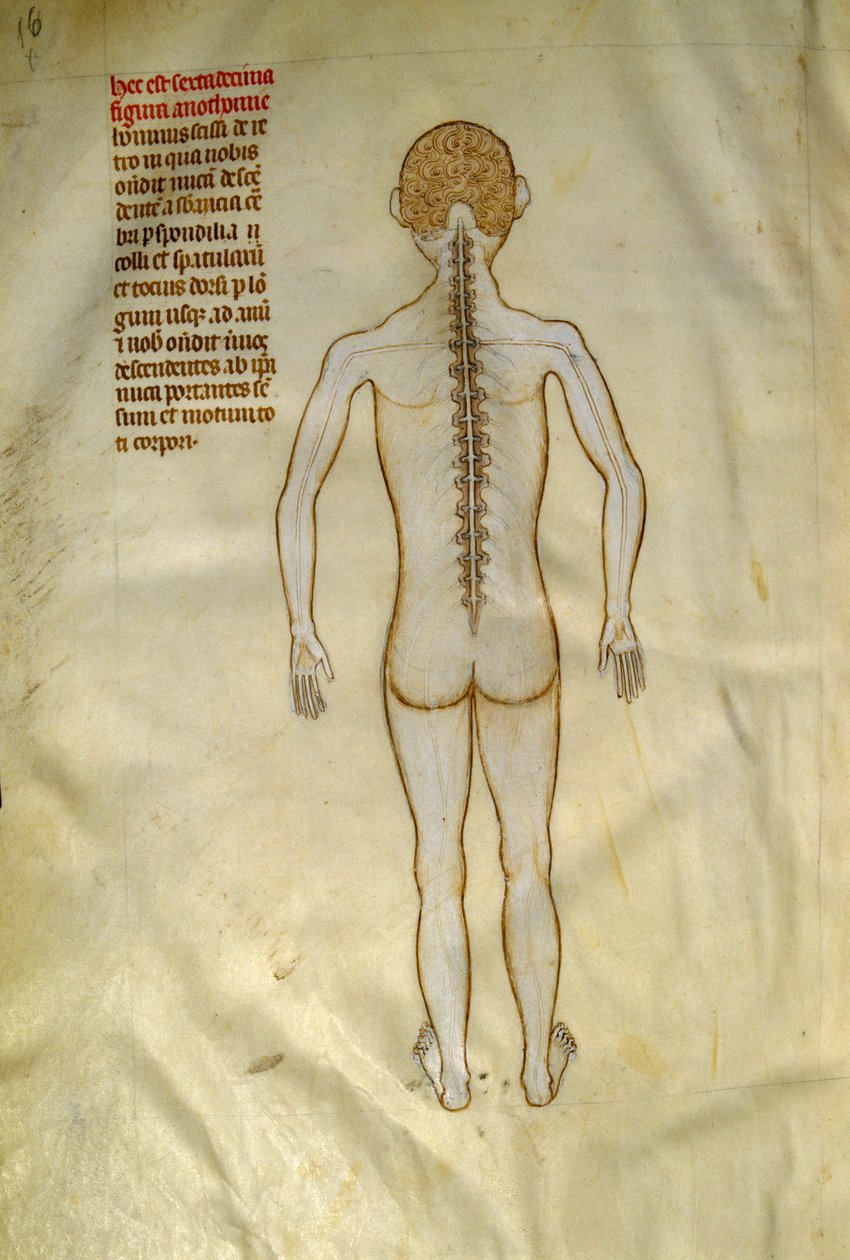 Anatomie- und Chirurgietafeln: Rückenmark (in den Wirbeln der Wirbelsäule). In „Liber notabilium Philippi septimi francorum regis, a libris Galieni extratus“ von Gui de Pavia um 1345. Chantilly, Musée Condé von Guido da Vigevano da Pavia