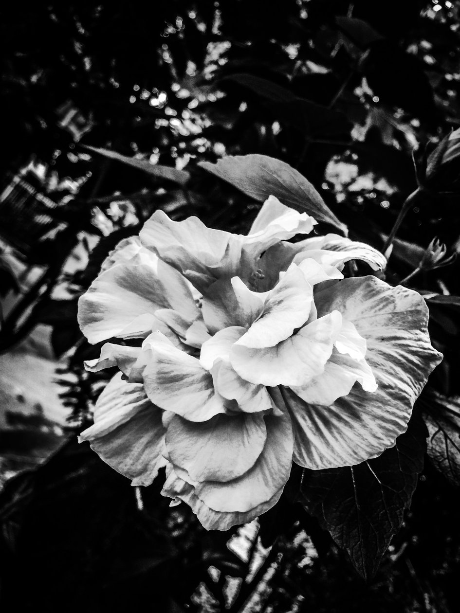 Blume Nr. 39, 2025 von Guilherme Pontes