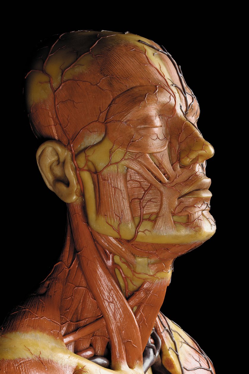 Detail eines männlichen anatomischen Écorché-Modells, das Muskeln, Arterien und Venen, den Kreislauf und das Nervensystem zeigt (Detail) von Gustav Zeiller