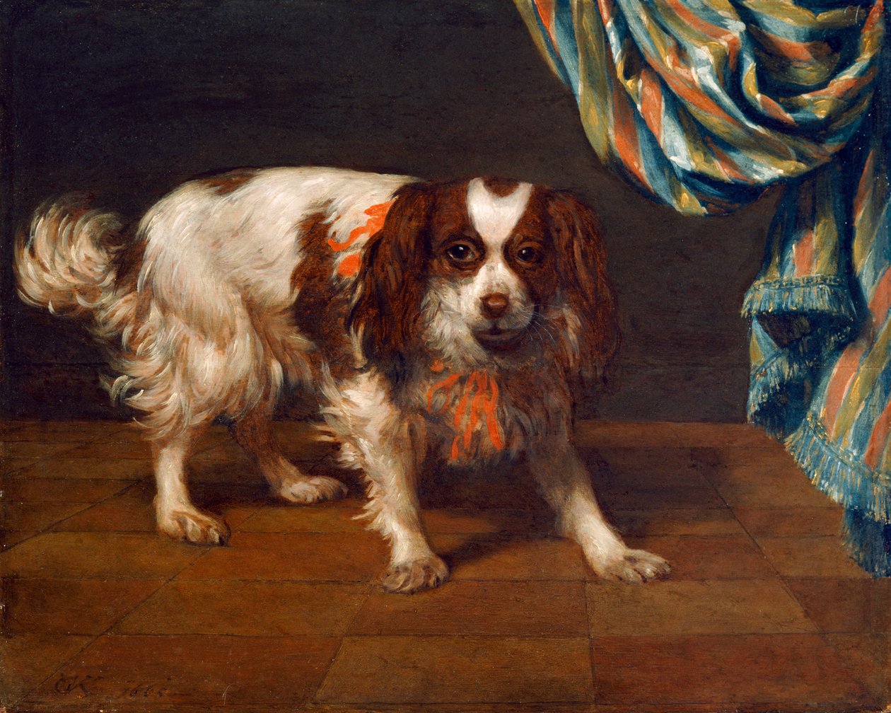 Ein King Charles Spaniel von Gysbert van de Kuyl