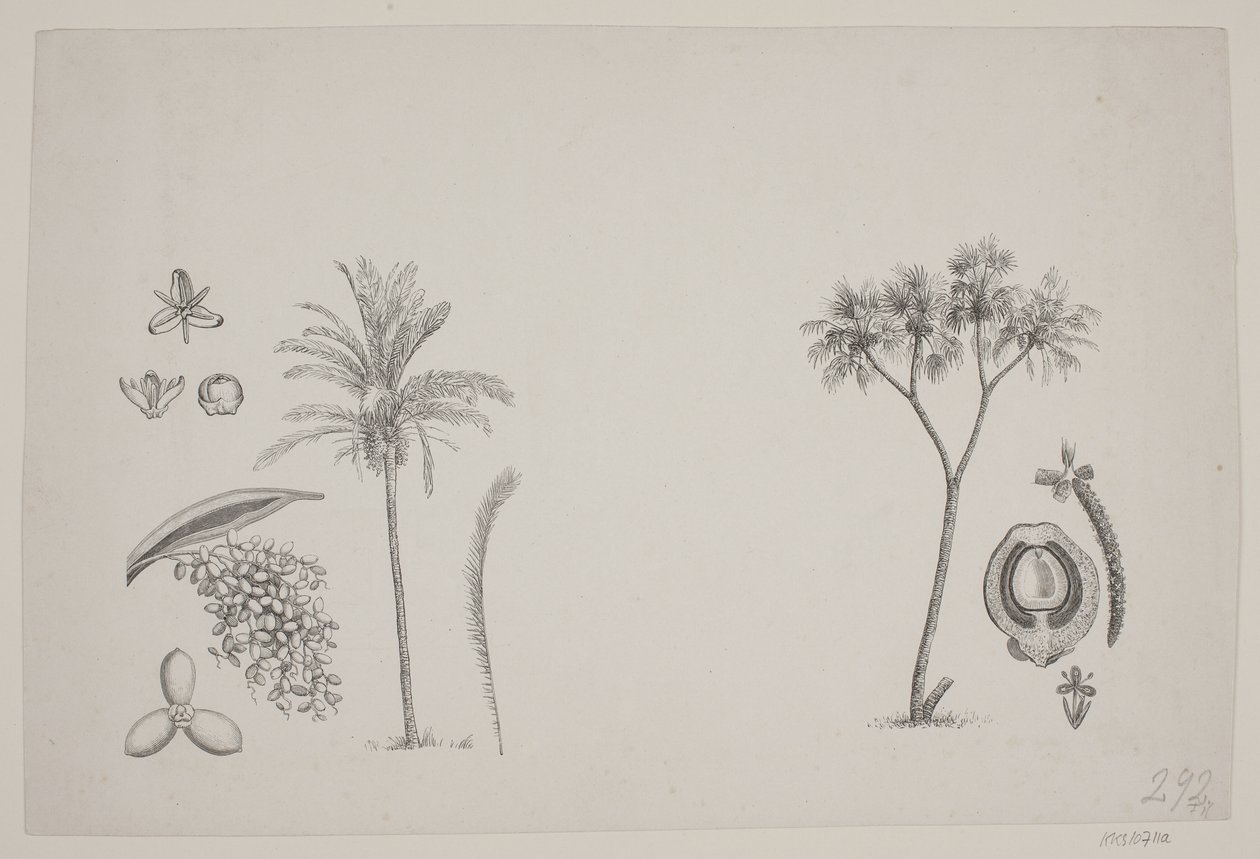 Botanisches Blatt aus Schouws Schriften von H. C. Henneberg
