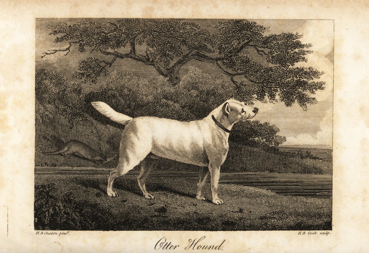 Porträt des letzten verbliebenen Otterhundes in Großbritannien im Jahr 1812, im Besitz des Hon von H. R. Cook