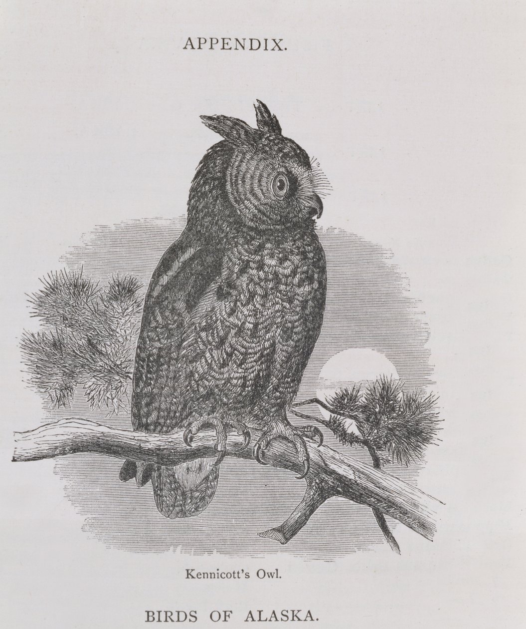 Kennicotts Eule, aus Alaska and its Resources, von William H. Dall, graviert von H. H. Nicholls, veröffentlicht 1870 von H. W., Elliot