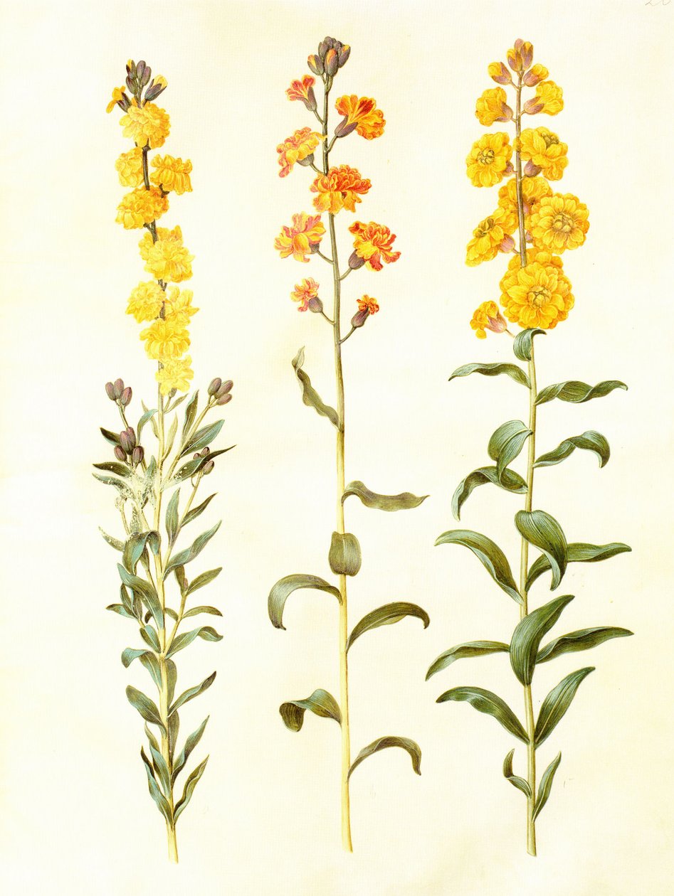 Cheiranthus cheirii, Gouache auf Pergament, im: Gottorfer Codex von Hans Simon Holtzbecker