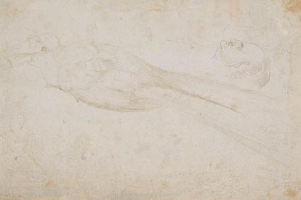 Männlicher Paradiesvogel und der Kopf eines mittelalten Mannes im Profil nach links; auch Details von von Hans Baldung Grien